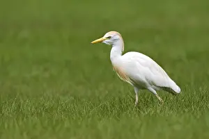 Images Dated 14th April 2011: Koereiger; Cattle Egret; Bubulcus ibis;
