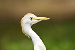 Images Dated 14th April 2011: Koereiger, Cattle Egret, Bubulcus ibis