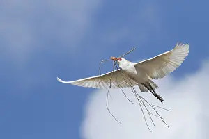 Nestmateriaal Prints: Koereiger, Cattle Egret, Bubulcus ibis