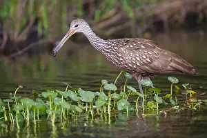 Images Dated 25th February 2006: Koerlan, Limpkin, Aramus guarauna