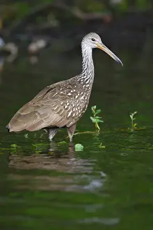 Images Dated 25th February 2006: Koerlan, Limpkin, Aramus guarauna