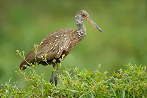 Images Dated 25th February 2006: Koerlan, Limpkin, Aramus guarauna