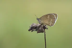 Grasland Prints: Koevinkje; Ringlet; Aphantopus hyperantus;