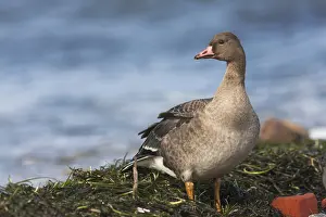 Eerste Jaars Prints: Kolgans, Greater White-fronted Goose, Anser albifrons albifrons