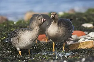 Eerste Jaars Prints: Kolgans, Greater White-fronted Goose, Anser albifrons albifrons