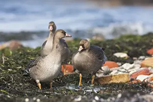 Eerste Jaars Prints: Kolgans, Greater White-fronted Goose, Anser albifrons albifrons