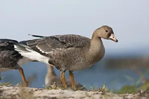 Eerste Jaars Prints: Kolgans, Greater White-fronted Goose, Anser albifrons albifrons
