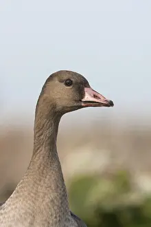 Eerste Jaars Prints: Kolgans, Greater White-fronted Goose, Anser albifrons albifrons