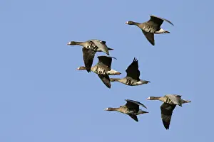2003 Prints: Kolgans, Greater Whitefronted Goose, Anser albifrons