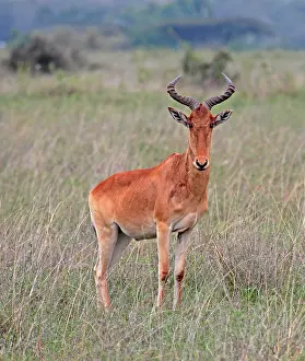 Images Dated 11th November 2012: Kongoni, Alcelaphus buselaphus