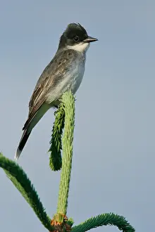 Koningstiran Prints: Koningstiran, Eastern Kingbird, Tyrannus tyrannus