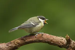 Cyanistes Prints: koolmees; great tit; Parus major