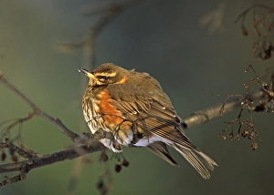 2001 Prints: Koperwiek, Redwing, Turdus iliacus