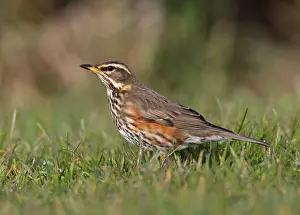 Images Dated 31st March 2008: Koperwiek, Redwing, Turdus iliacus