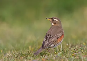 Images Dated 31st March 2008: Koperwiek, Redwing, Turdus iliacus