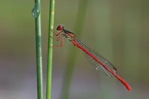 Zuijderduijn Prints: Koraaljuffer, Small Red Damselfly, Ceriagrion tenellum