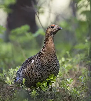 2016 Prints: Korhoen, Black Grouse, Lyrurus tetrix tetrix