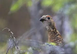 2016 Prints: Korhoen, Black Grouse, Lyrurus tetrix tetrix