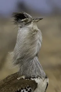 Images Dated 15th October 2010: Koritrap, Kori Bustard, Ardeotis kori