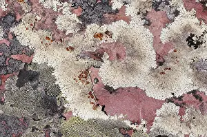 Images Dated 8th September 2010: Korstmos, Lichen