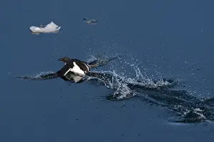 2014 Prints: Kortbekzeekoet, Brünnichs Murre, Uria lomvia