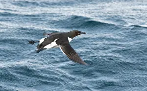 2006 Prints: Kortbekzeekoet, Thick-billed Murre, Uria lomvia
