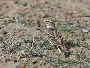 Kortteenleeuwerik Prints: Kortteenleeuwerik, Greater Short-toed Lark, Calandrella brachydactyla longipennis