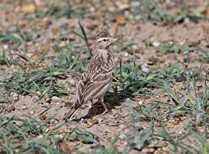Kortteenleeuwerik Prints: Kortteenleeuwerik, Greater Short-toed Lark, Calandrella brachydactyla longipennis