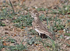 Kortteenleeuwerik Prints: Kortteenleeuwerik, Greater Short-toed Lark, Calandrella brachydactyla longipennis