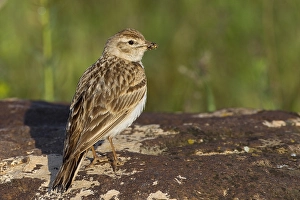 Kortteenleeuwerik Prints: Kortteenleeuwerik, Short-toed Lark, Calandrella brachydactyla ss