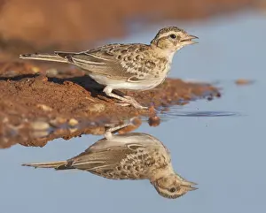 Kortteenleeuwerik Prints: Kortteenleeuwerik, Short-toed Lark, Calandrella brachydactyla brachydactyla