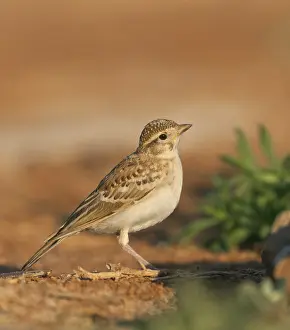 Kortteenleeuwerik Prints: Kortteenleeuwerik, Short-toed Lark, Calandrella brachydactyla brachydactyla