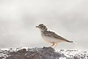 Kortteenleeuwerik Prints: Kortteenleeuwerik, Short-toed Lark, Calandrella brachydactyla