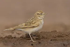 Kortteenleeuwerik Prints: Kortteenleeuwerik, Short-toed Lark, Calandrella brachydactyla rubiginosa