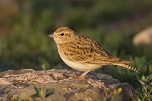 Kortteenleeuwerik Prints: Kortteenleeuwerik, Short-toed Lark, Calandrella brachydactyla rubiginosa