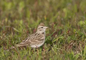 Kortteenleeuwerik Prints: Kortteenleeuwerik, Short-toed Lark, Calandrella brachydactyla hermonensi