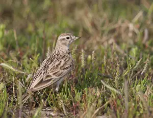 Kortteenleeuwerik Prints: Kortteenleeuwerik, Short-toed Lark, Calandrella brachydactyla hermonensi