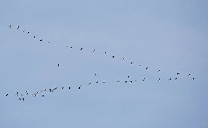 Images Dated 25th September 2008: Kraanvogel, Common Crane, Grus grus