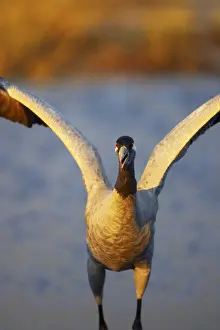 Images Dated 8th April 2007: Kraanvogel, Common Crane, Grus grus