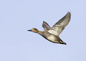 California Prints: Krakeend, Gadwall; Anas strepera