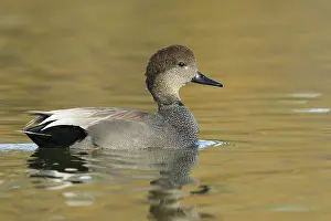 Images Dated 11th January 2015: Krakeend, Gadwall, Mareca strepera