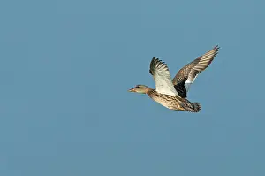 Images Dated 9th December 2018: Krakeend, Gadwall, Mareca strepera