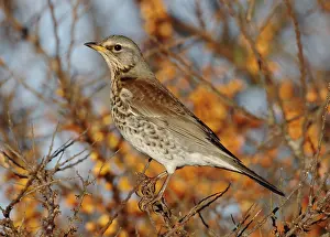 2003 Prints: Kramsvogel, Fieldfare, Turdus pilaris