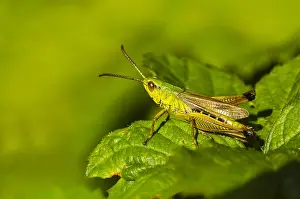 Zuyderduyn Prints: Krasser, Meadow grasshopper, Pseudochorthippus parallelus