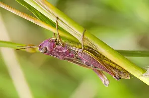 Zuyderduyn Prints: Krasser, Meadow grasshopper, Pseudochorthippus parallelus