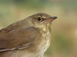 : Krekelzanger, River Warbler, Locustella fluviatilis