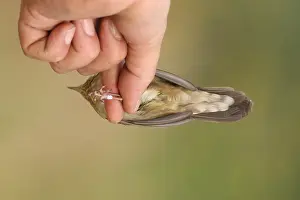 : Krekelzanger, River Warbler, Locustella fluviatilis
