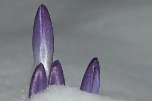Images Dated 3rd March 2005: Krokus, Crocus