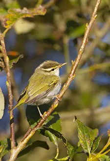 : Kroonboszanger, Eastern Crowned Warbler, Phylloscopus coronatus