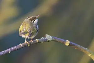 : Kroonboszanger, Eastern Crowned Warbler, Phylloscopus coronatus